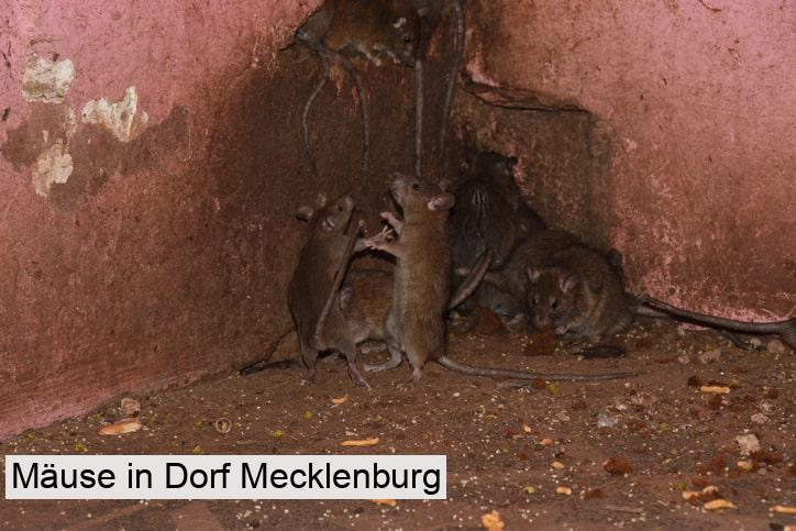 Mäuse in Dorf Mecklenburg
